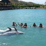 Dolphin Swim