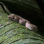 Viator Costa Rica tours