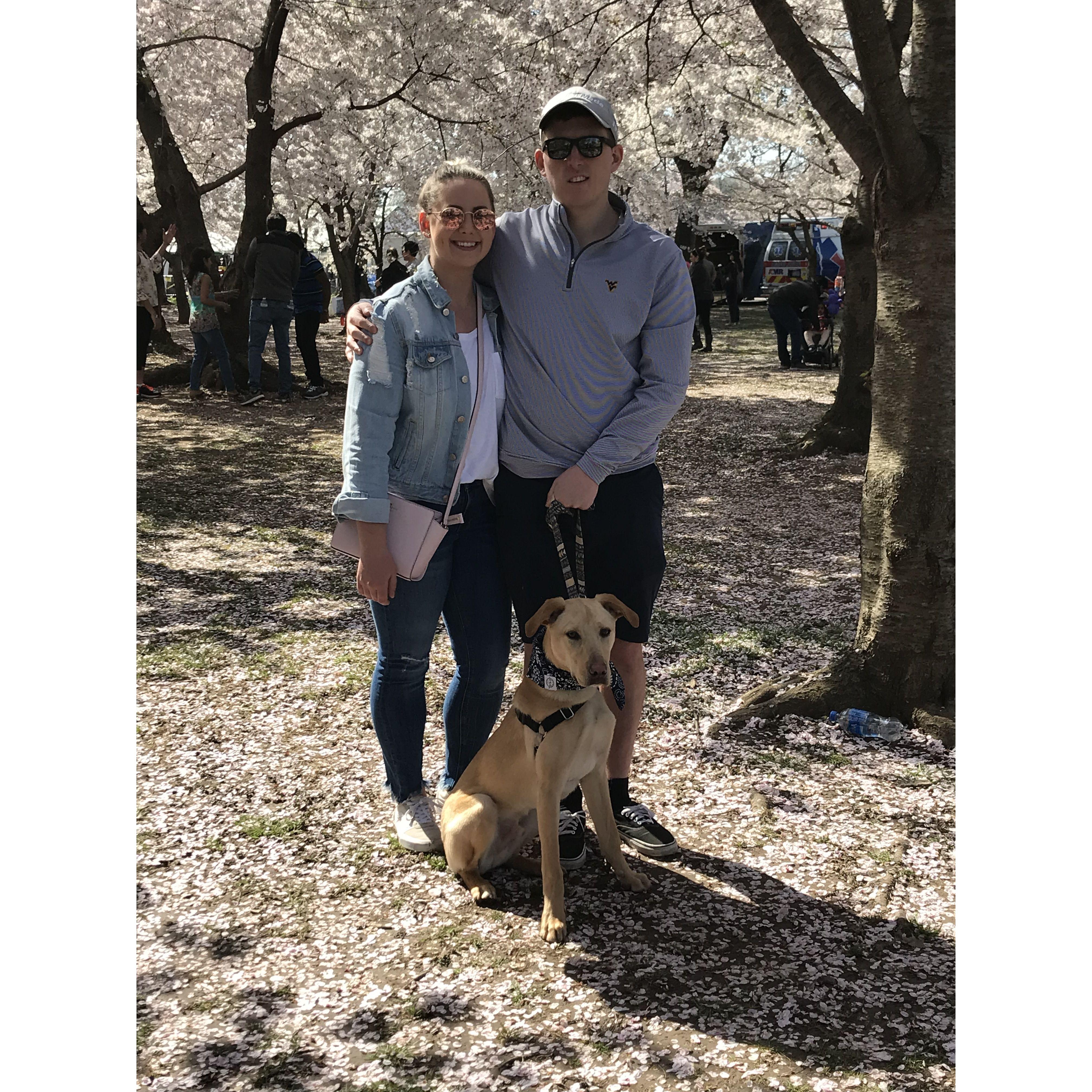 Cherry Blossom Festival in DC April 2019
