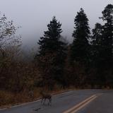 Mount Graham