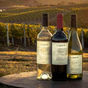 Bodega Garzón Wine Tour