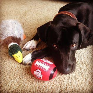 Our boy Louie as a pup.  Both he and Jon have adopted Ohio State football fandom.