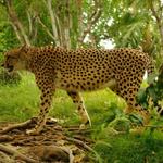 Honolulu Zoo