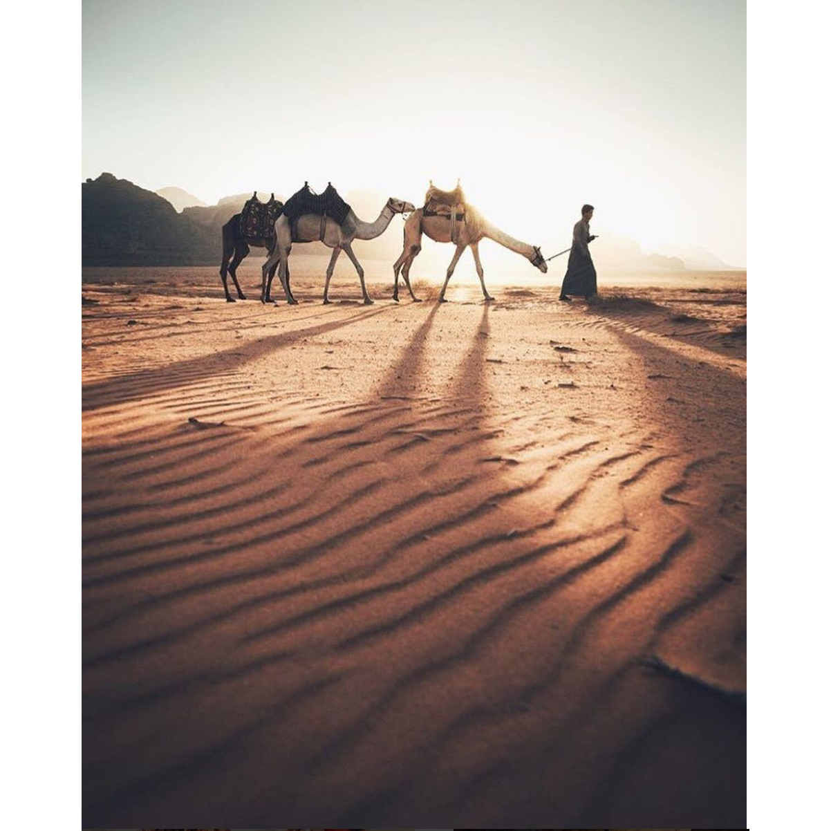 Wadi Rum Camel Tour