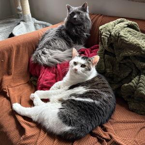 Cat Health Expense Fund