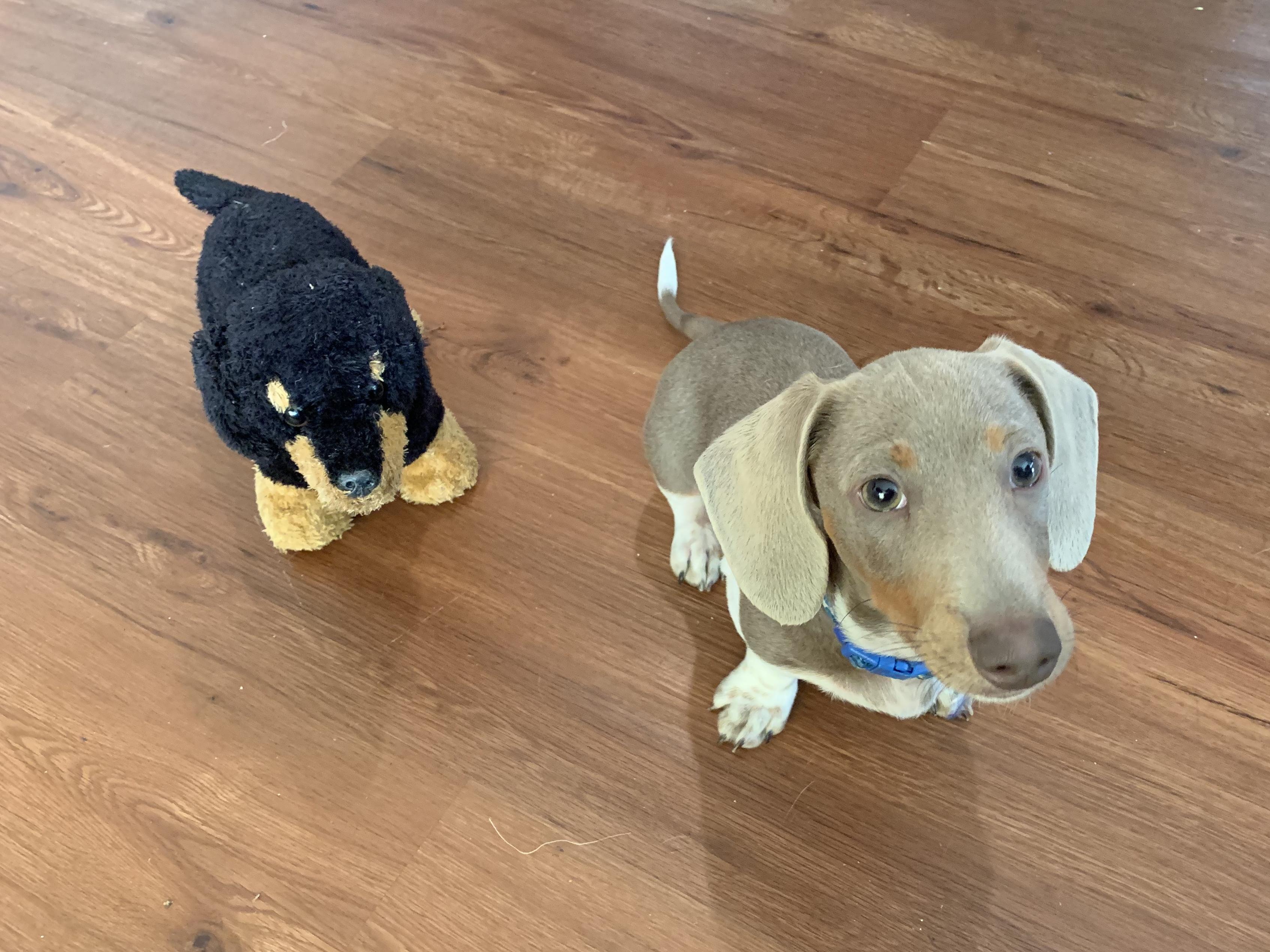 Frankie’s Toy Fund