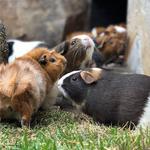 Nashville Zoo at Grassmere