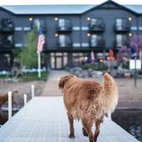 Ruttger's Birchmont Lodges
