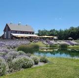 Lavender Life Company