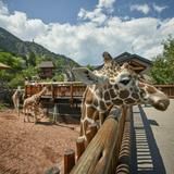 Cheyenne Mountain Zoo