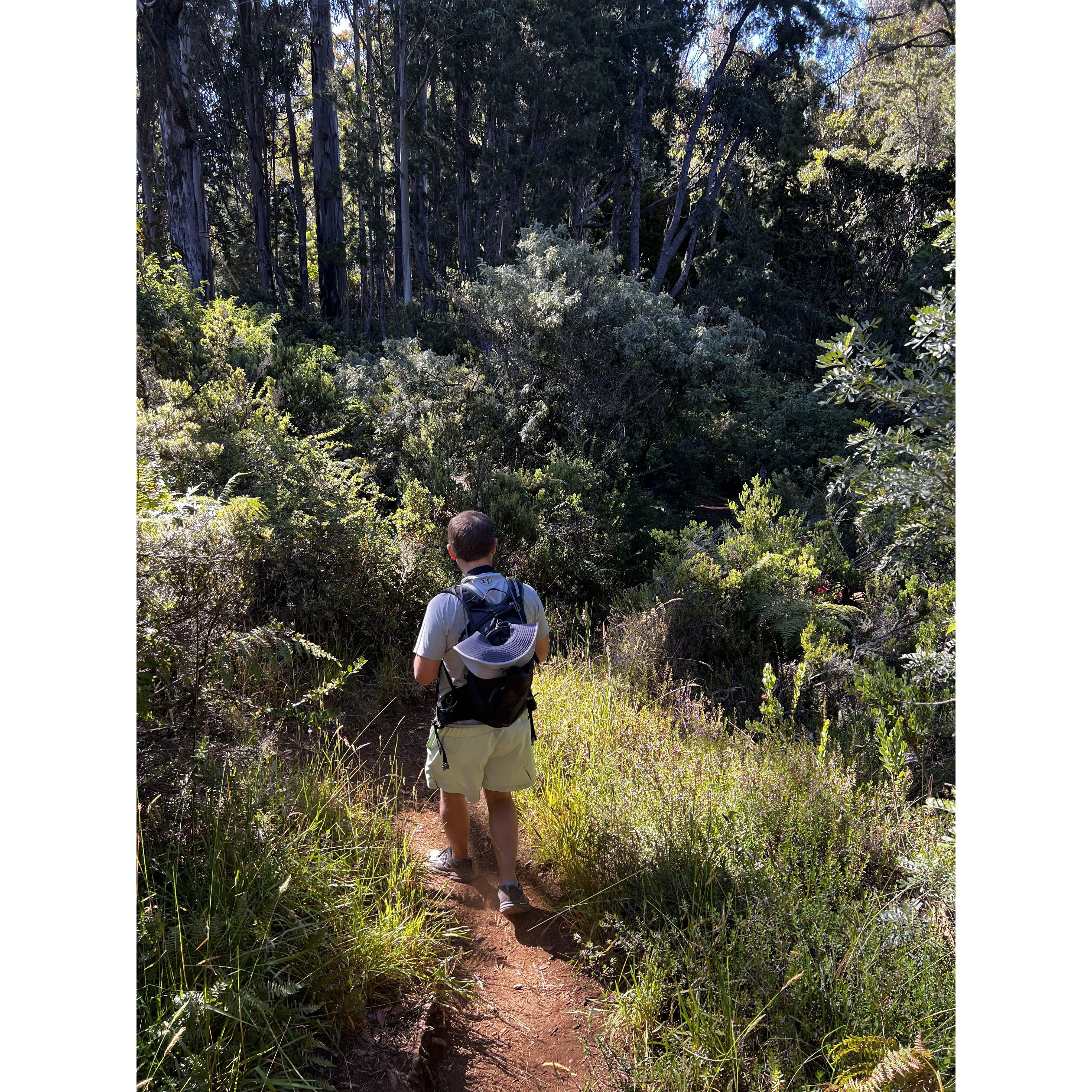 Hiking at Hosmer Grove to see Lauren's must see endemic Honeycreeper birds