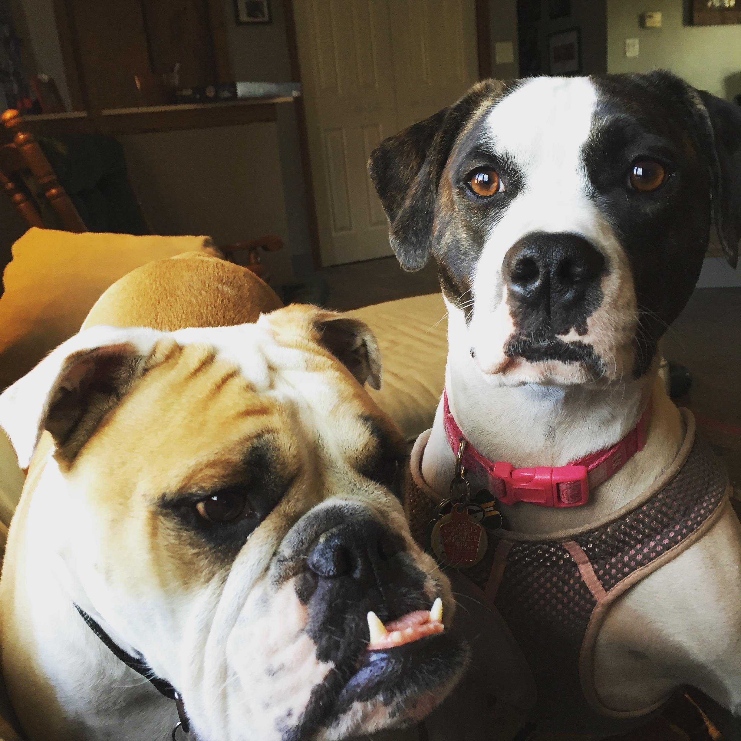 our children, Moose and Leia
