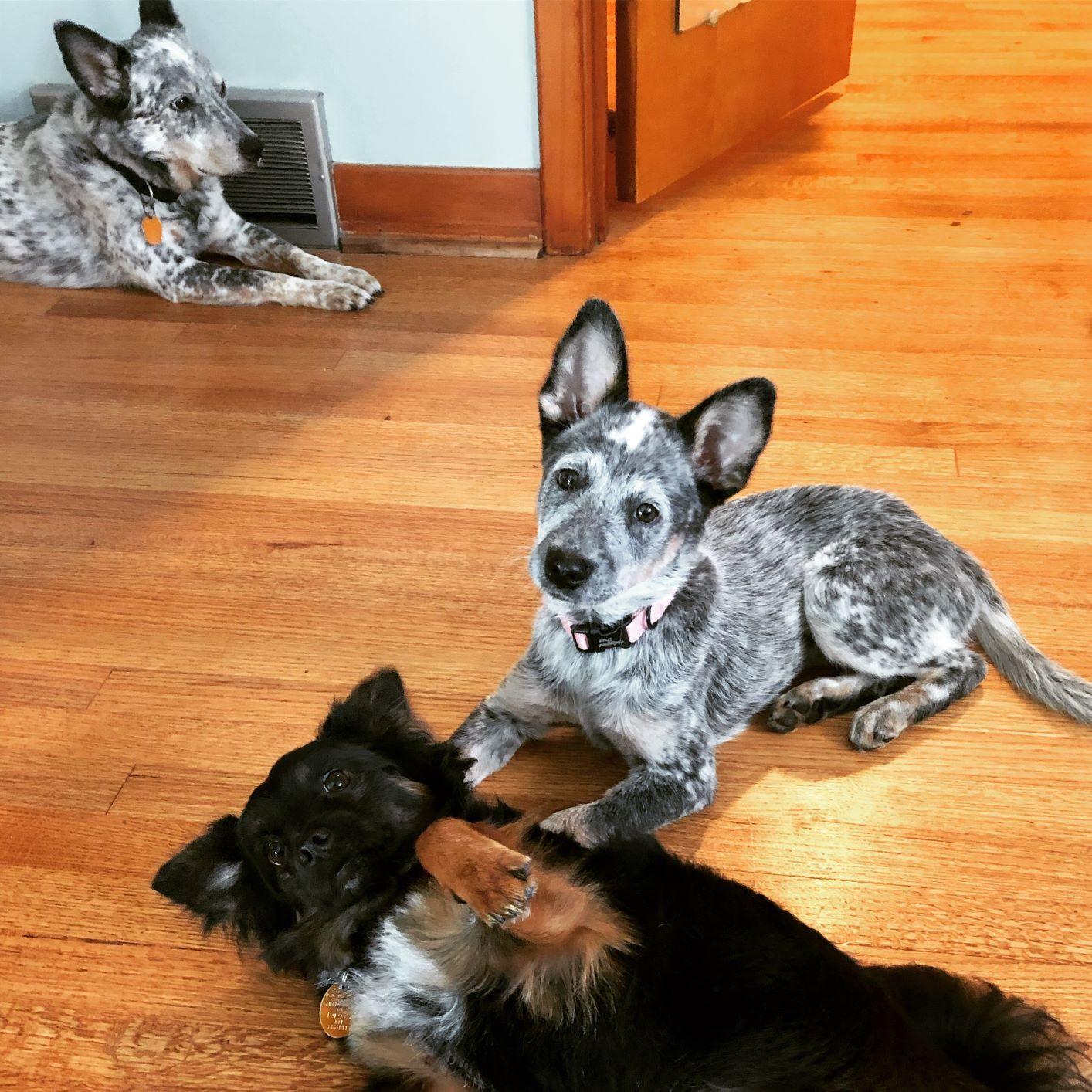 Our fur babies!  They won't be at the wedding but we wanted to make sure they had representation.