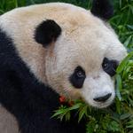 San Diego Zoo