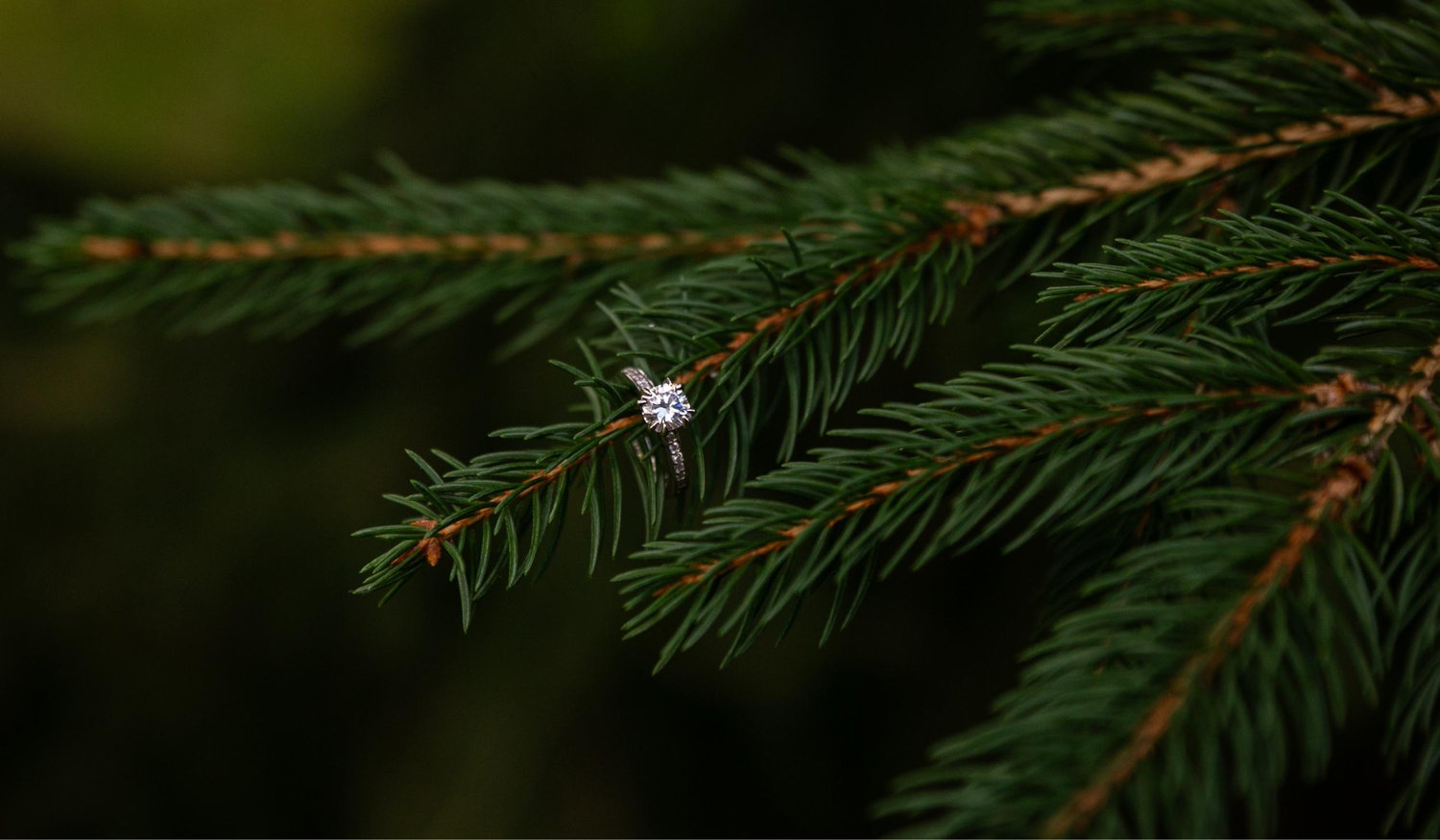 The Wedding Website of Alyssa Gaskin and Matthew Velardi