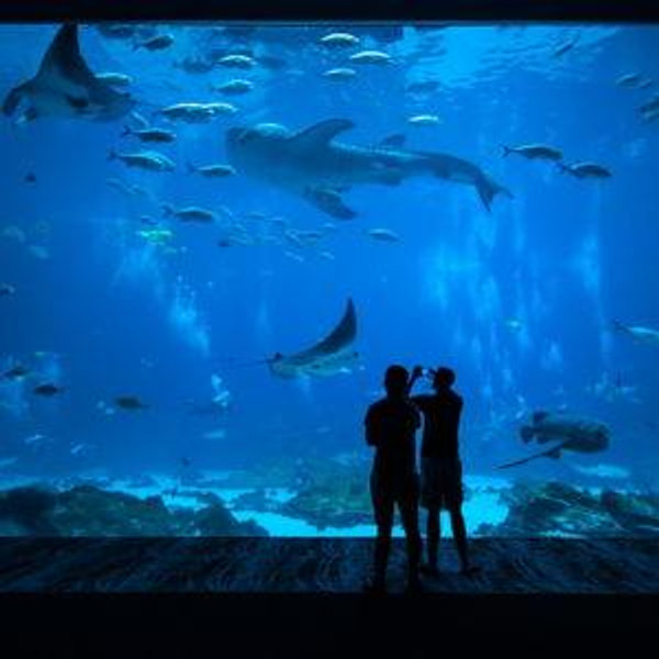 Aquarium Date