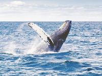 Whale Watching Tours