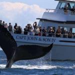Pilgrim Belle Cruises LLC