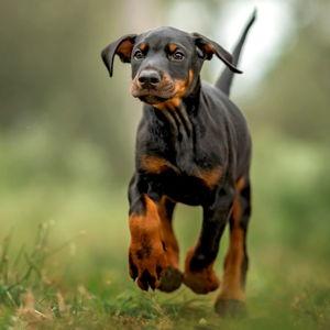 Doggo