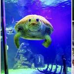 Dingle Oceanworld Aquarium