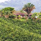 Visit Jardin in the coffee region of Antioquia