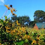 Avalon Park And Preserve