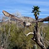 Arizona-Sonora Desert Museum