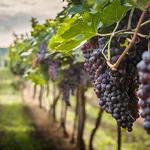 Willamette Valley Vineyards