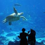 Georgia Aquarium