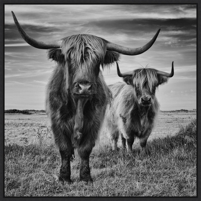 Amanti Art Highland Cow Couple by Stephane Pecqueux Canvas Wall Art Print Framed 22 x 22-in.