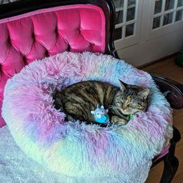 Donation to Oregon Humane Society