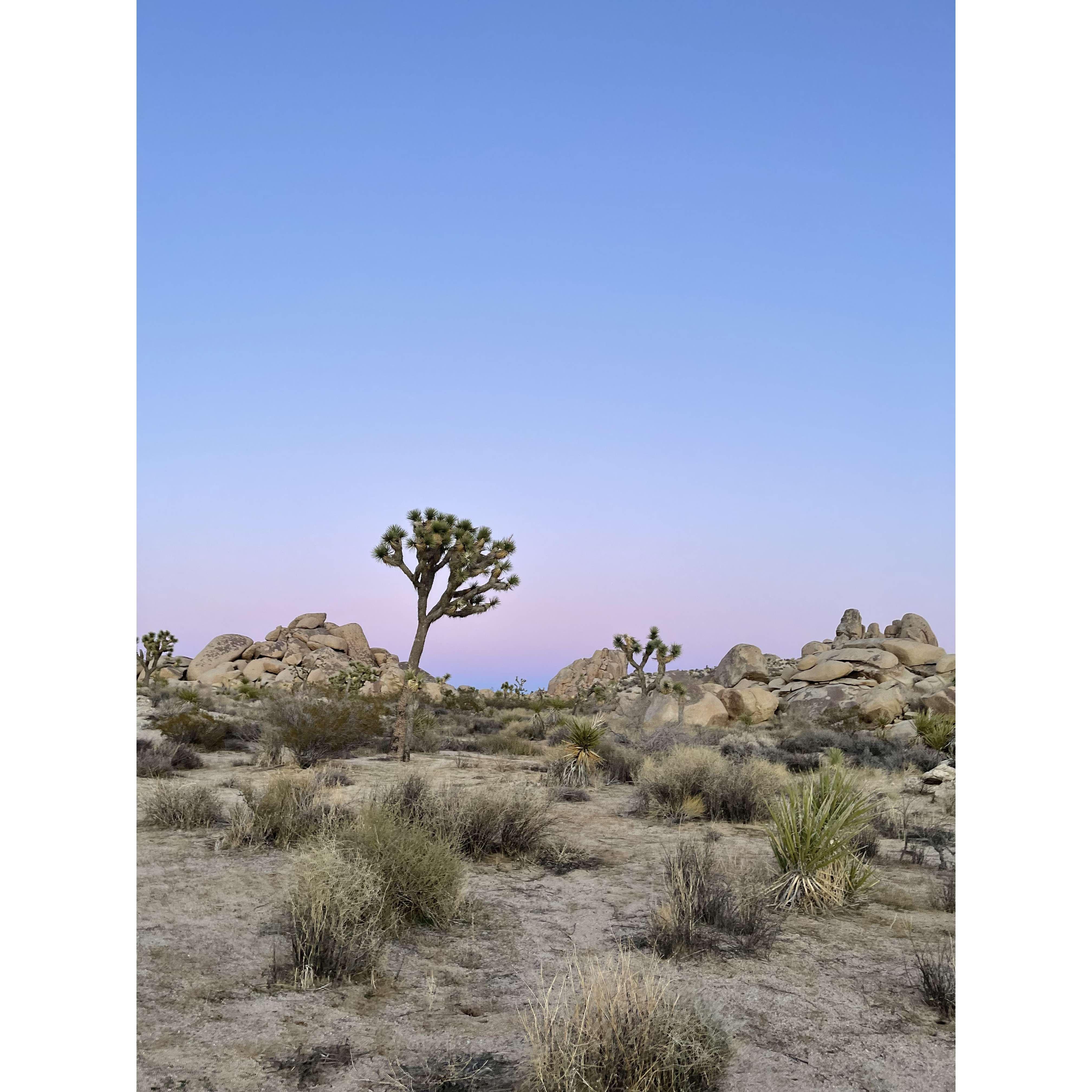Joshua Tree - Engagement view