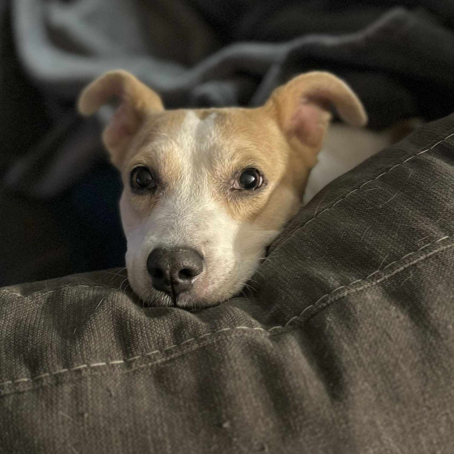 The apple of our eyes. Our sweet Bluebelle. 🥰