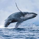 Whale Watching & Puffin Tour