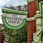 The Shaved Duck