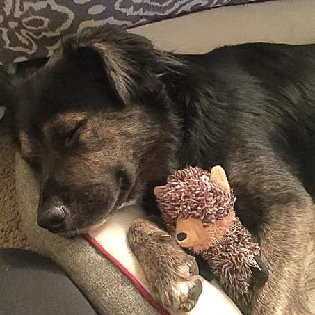 Sweet Baby Bruno
