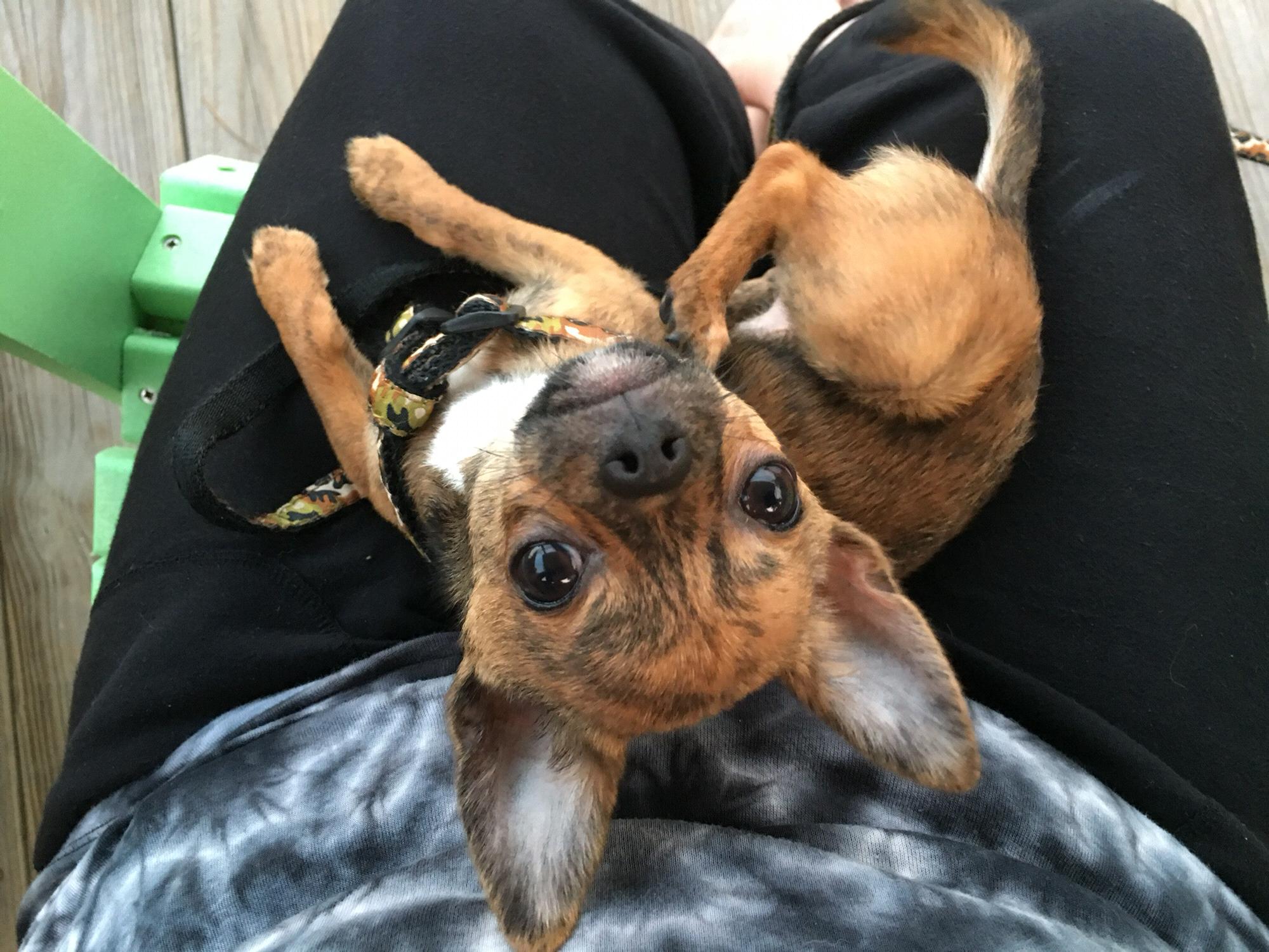 The perfect lap dog 🥰