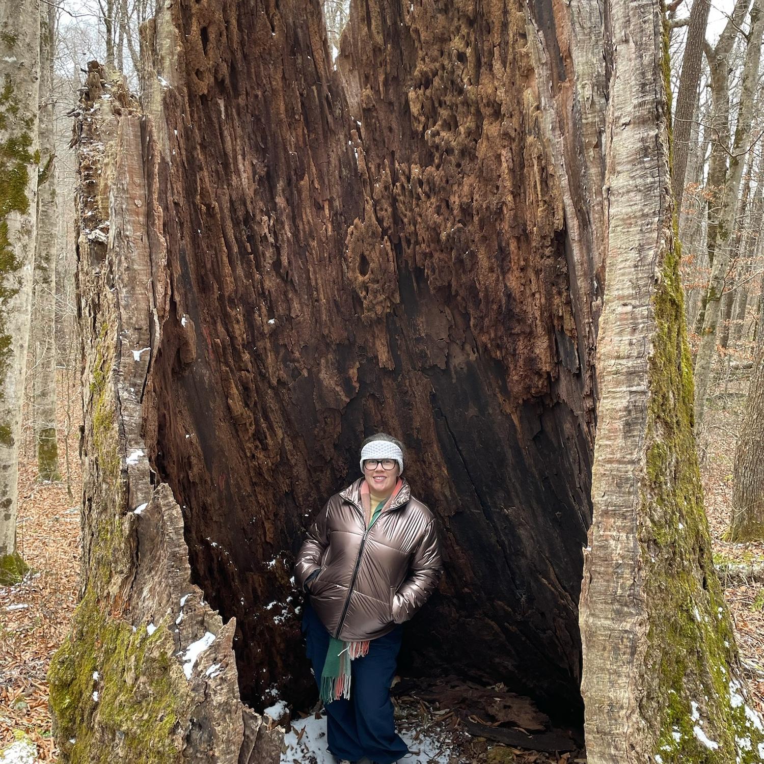 Joyce Kilmer Memorial Forest