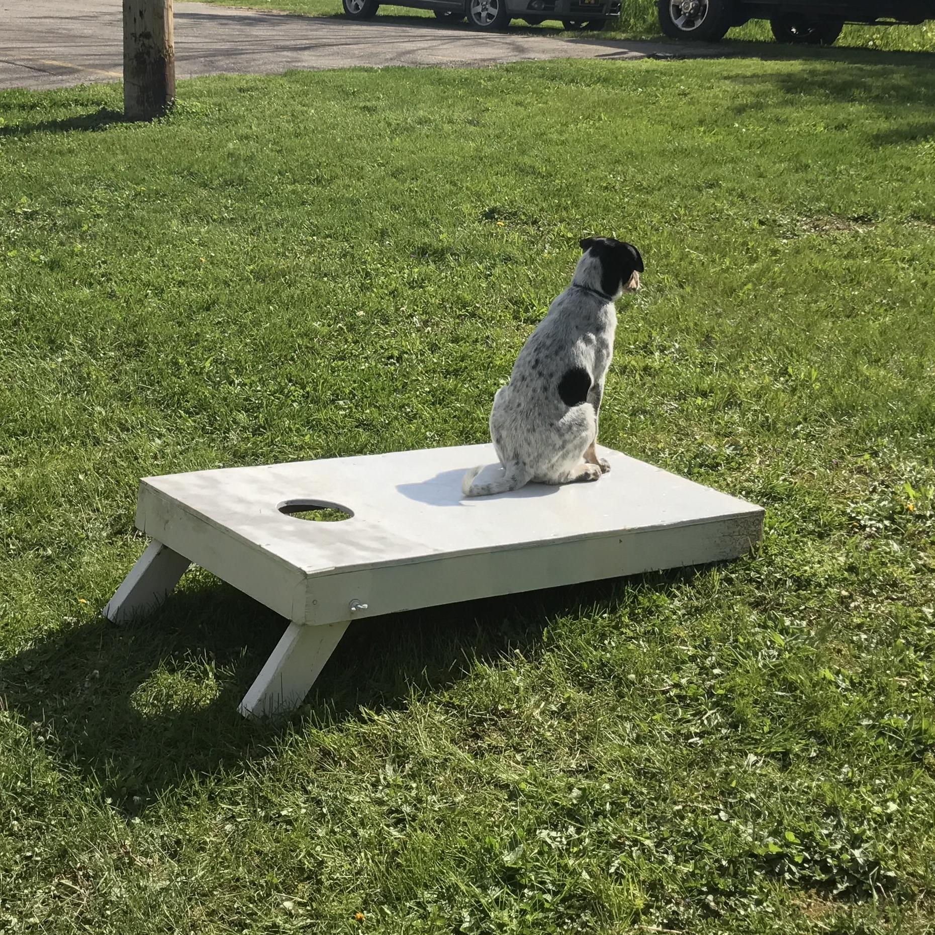 Puppy Hank trying to figure out how to play Corn Hole.