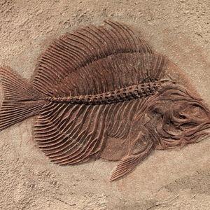 One Cool Fossil