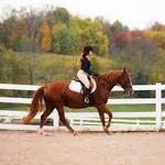 Bridle Hill Farm