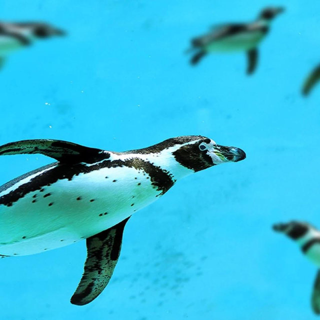 Swimming with Penguins