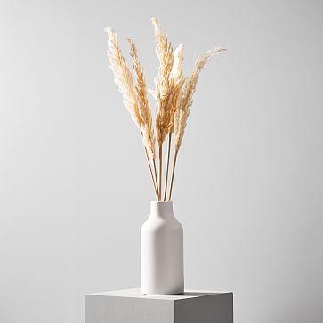 Dried Hardy Pampas Grass