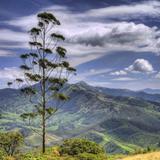 Eravikulam National Park (5 hours)