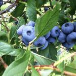 Blue Sky Farm - Blueberry Picking & Winery