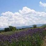 White Oak Lavender Farm & The Purple WOLF Vineyard