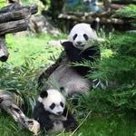 ZooParc de Beauval