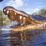 Alligator Cove Airboat Nature Tours
