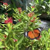 Dahlonega Butterfly Farm