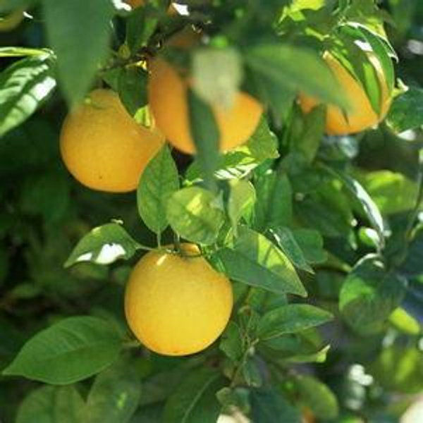 Lemon Tree in Pot